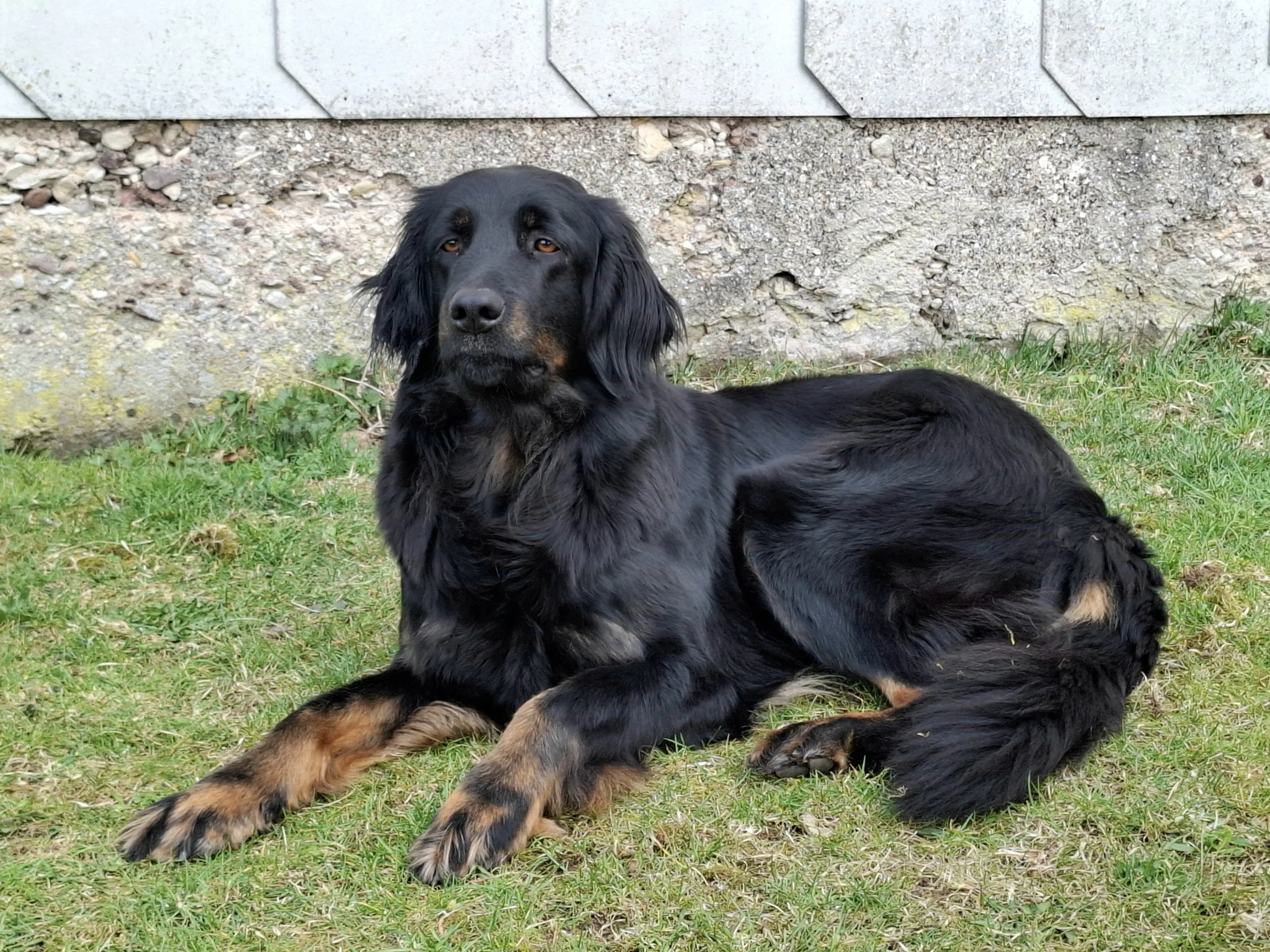 Wurfmeldung Hovawart