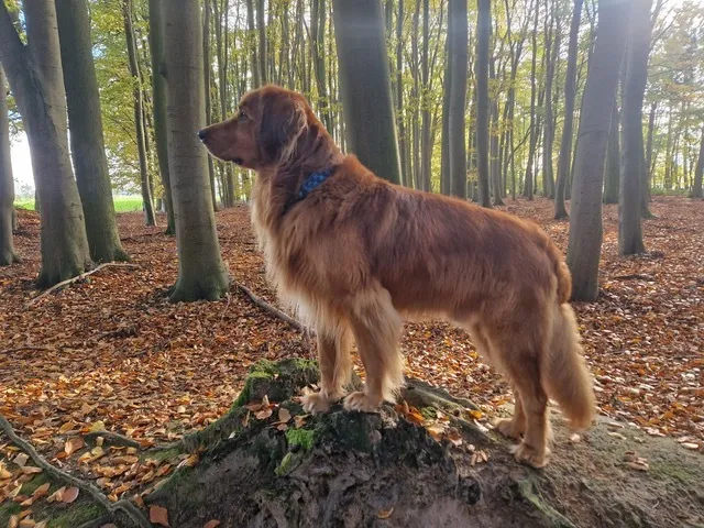 Wurfmeldung Hovawart